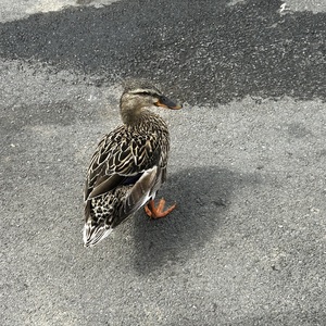 Fundraising Page: Kara Ann Bailey